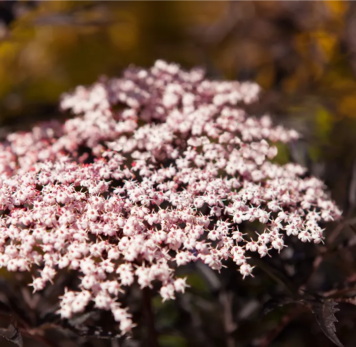 Schwarzer Holunder 'Black Lace'(s), 2 Liter Topf
