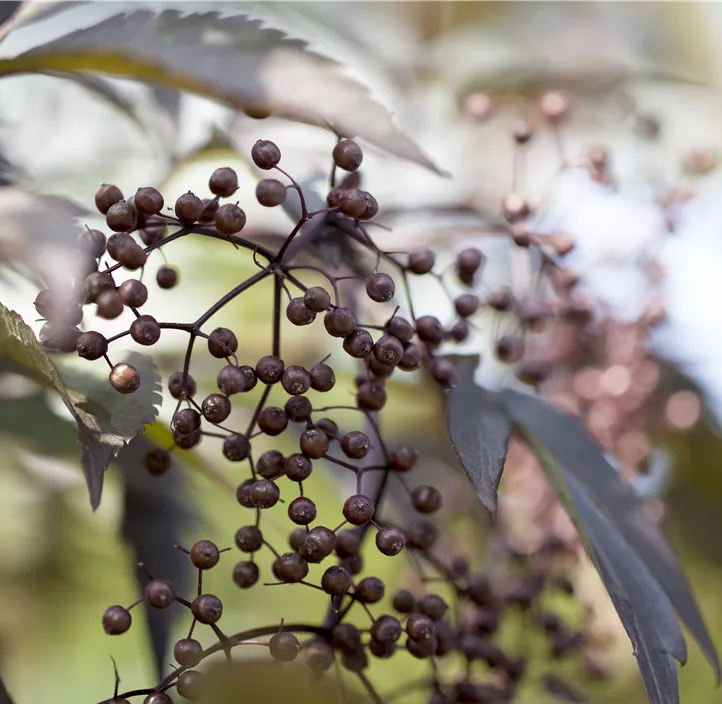 Schwarzer Holunder 'Black Lace'(s), 2 Liter Topf