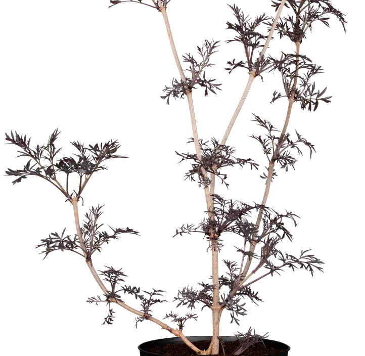 Schwarzer Holunder 'Black Lace'(s), 2 Liter Topf