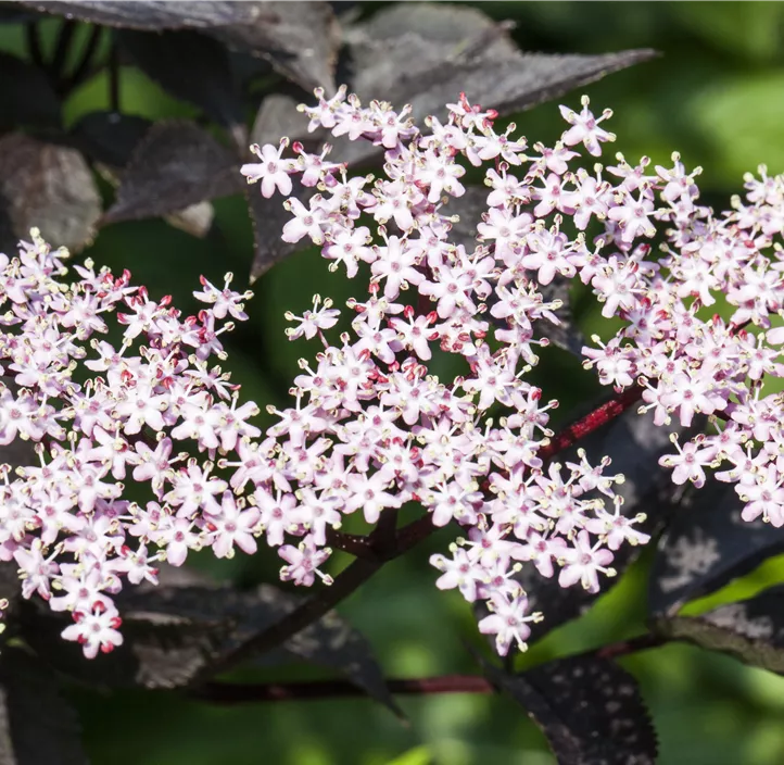 Schwarzer Holunder 'Black Lace'(s), 2 Liter Topf