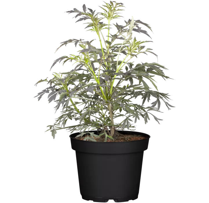 Schwarzer Holunder 'Black Lace'(s), 2 Liter Topf