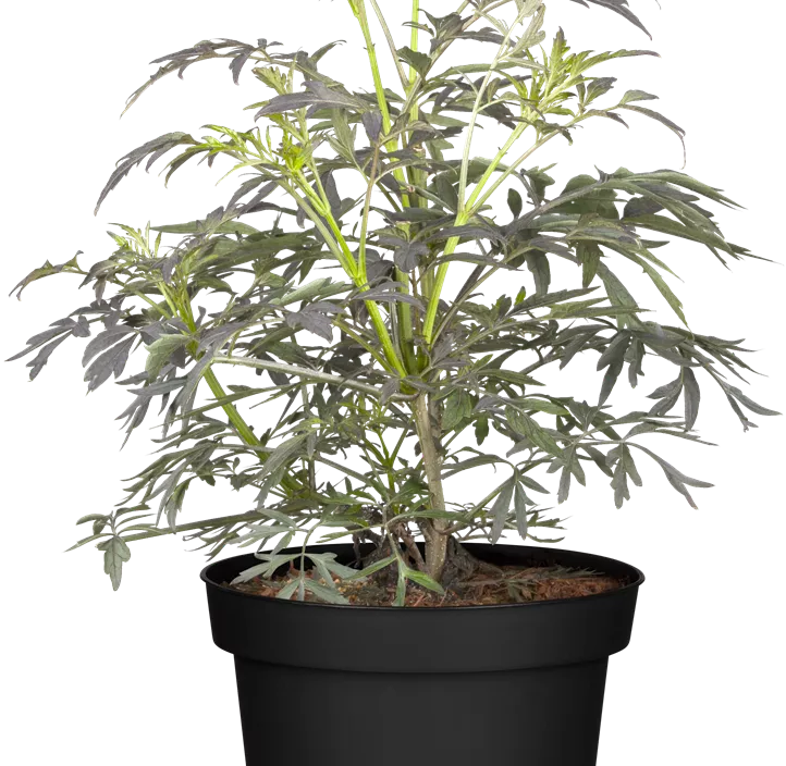 Schwarzer Holunder 'Black Lace'(s), 2 Liter Topf