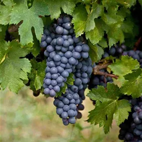 Vitis vinifera Isabella