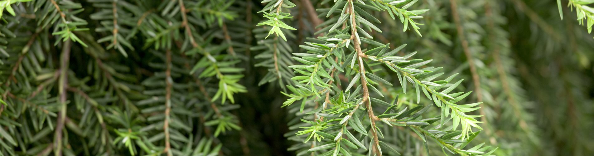 Tsuga canadensis 'Pendula' Tsuga canadensis 'Pendula'