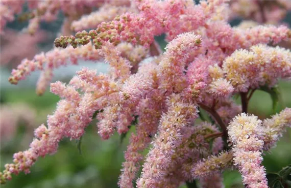 csm_Prachstpiere_Astilbe_rosa_IMG_6070_e6d56e9bb7.jpg csm_Prachstpiere_Astilbe_rosa_IMG_6070_e6d56e9bb7.jpg