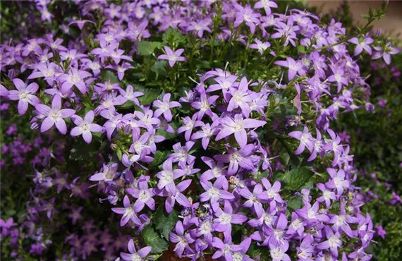 csm_Campanula_IMG_3519_859b91f794.jpg csm_Campanula_IMG_3519_859b91f794.jpg