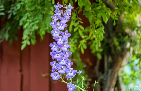 Rittersporn Rittersporn