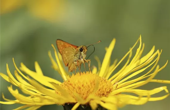 Sommerflieder csm_iStock_000018193561Large_76c18b4e69.jpg