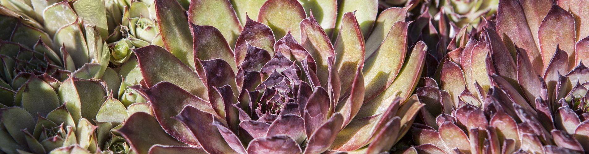 Sukkulente Sukkulente