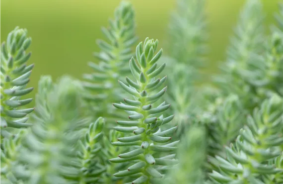 Eibe Sedum reflexum