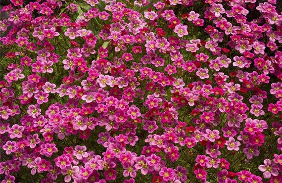 Hainbuchenhecke csm_iStock_000004214715Large_1910620505.jpg