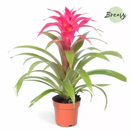 Guzmania Deseo Pink