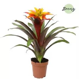 Guzmania Fiero Yellow