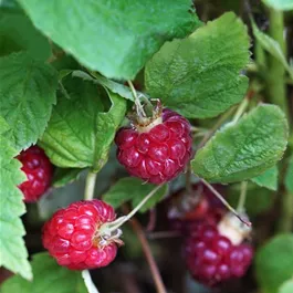 Rubus idaeus Lucky Berry