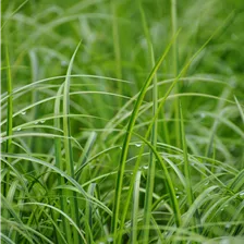 Grasartiger Garten-Kalmus 'Ogon'