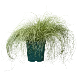 Carex comans Frosted Curls