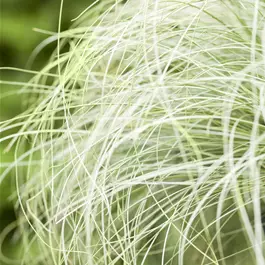 Carex comans Frosted Curls
