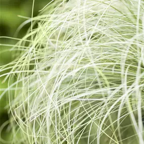 Carex comans Frosted Curls