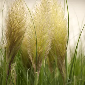 Cortaderia selloana Evita