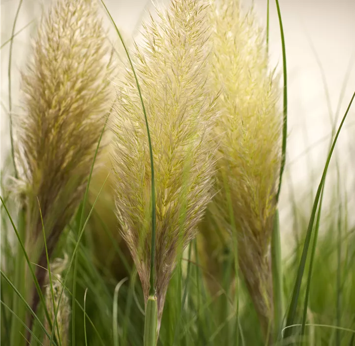 Garten-Pampasgras 'Evita'®