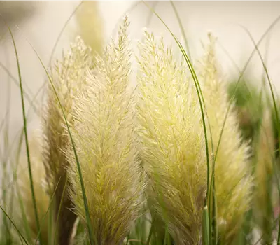 Cortaderia selloana Evita