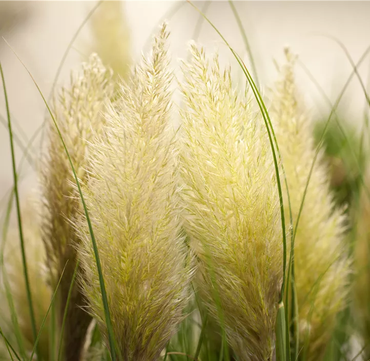 Garten-Pampasgras 'Evita'®