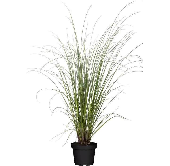 Garten-Pampasgras 'Evita'®