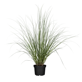 Cortaderia selloana Evita