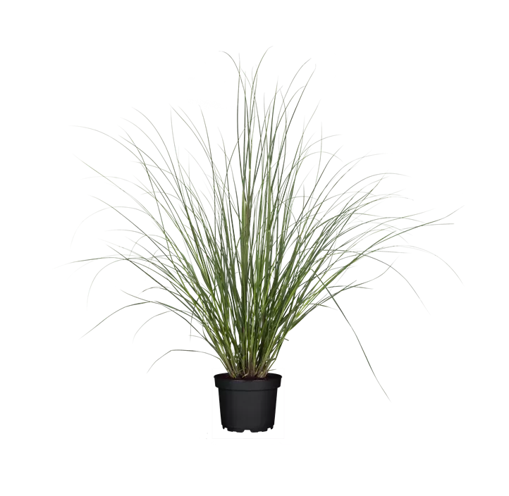 Garten-Pampasgras 'Evita'®
