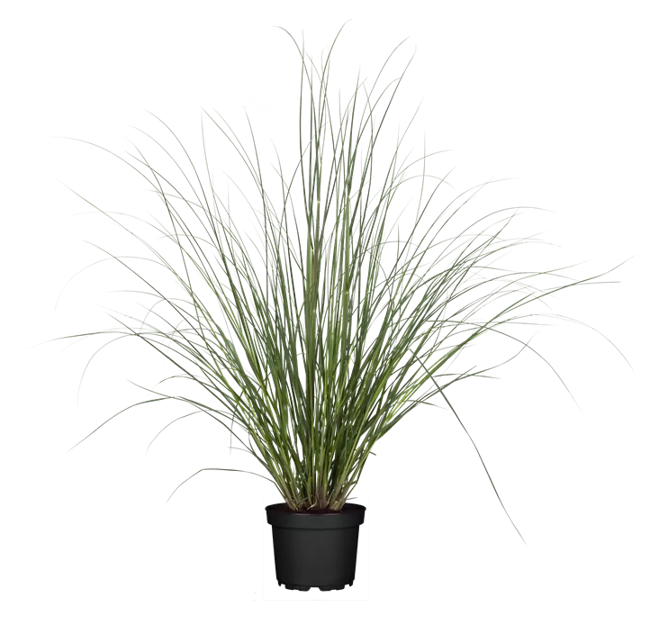 Garten-Pampasgras 'Evita'®