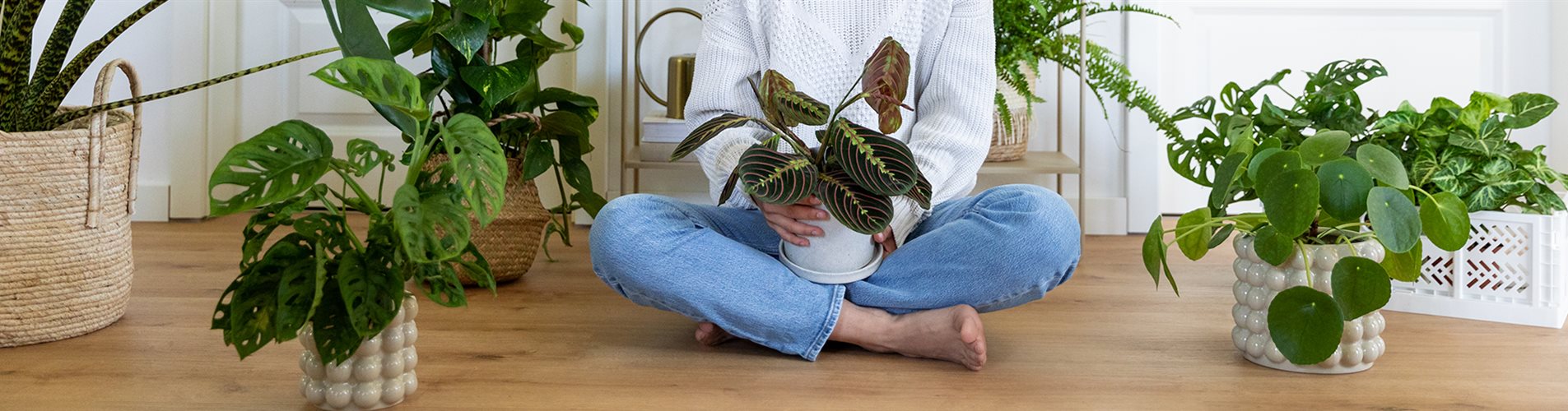 Zimmerpflanzen als perfekte Mitbewohner