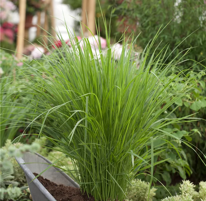 Garten-Ruten-Hirse 'Northwind'