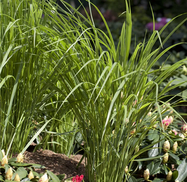 Garten-Ruten-Hirse 'Northwind'