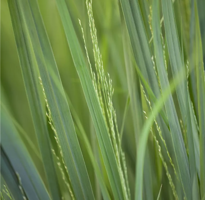 Garten-Ruten-Hirse 'Northwind'