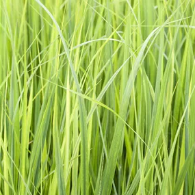 Panicum virgatum Northwind