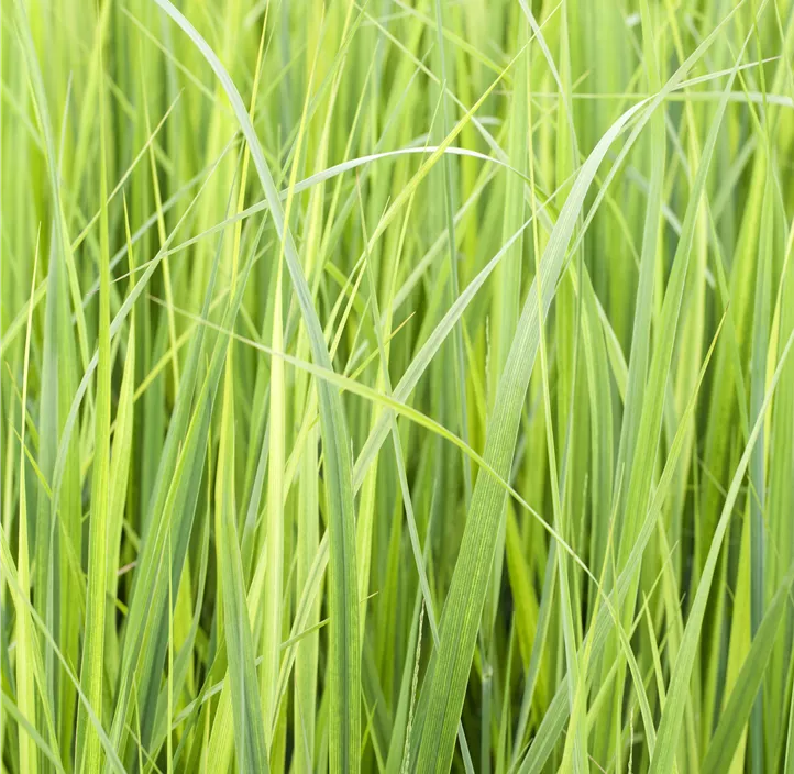 Garten-Ruten-Hirse 'Northwind'