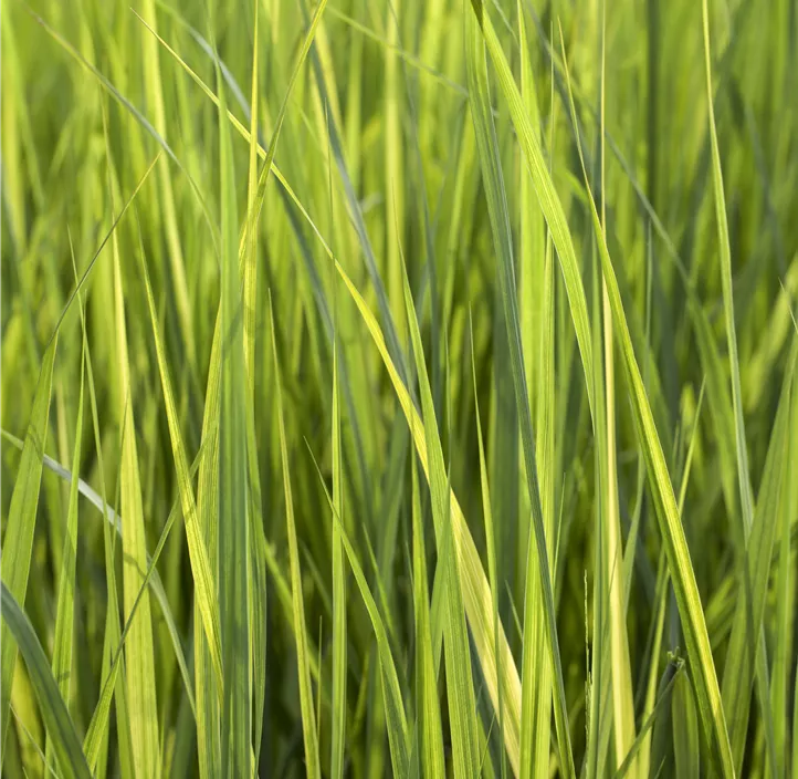 Garten-Ruten-Hirse 'Northwind'