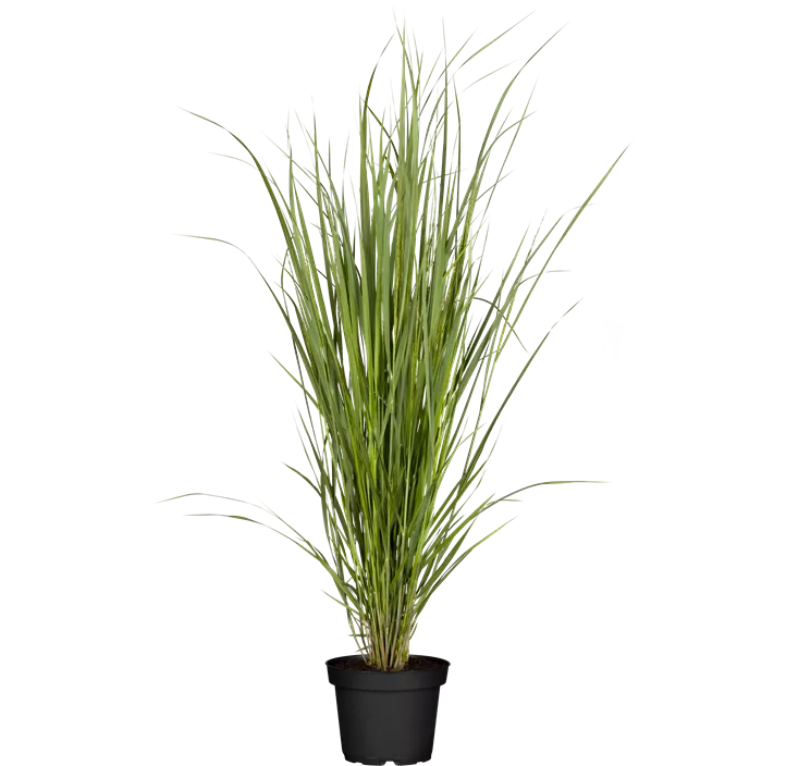 Garten-Ruten-Hirse 'Northwind'