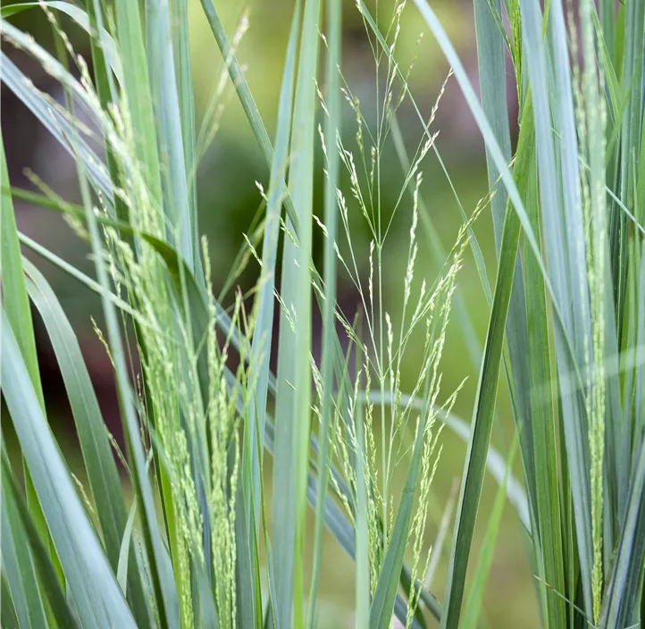 Garten-Ruten-Hirse 'Northwind'
