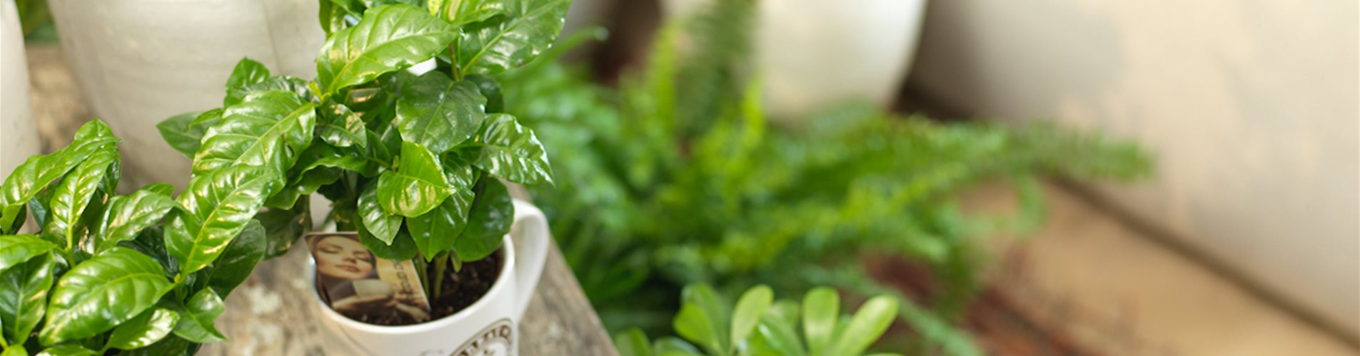 Zimmerpflanzen 002_0020