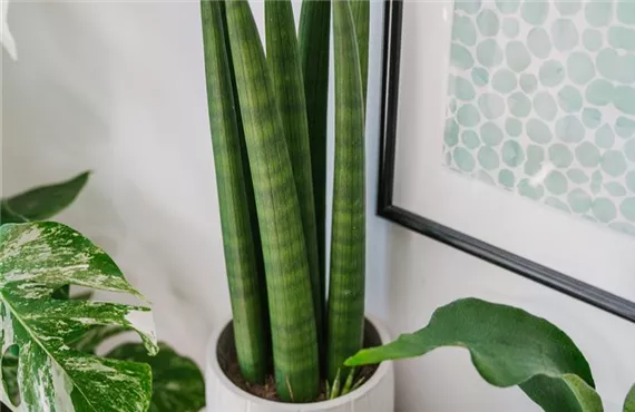 Nahaufnahme eines Bogenhanfs