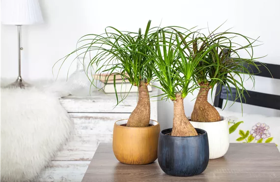 Beaucarnea recurvata Elefantenfuß in einem Wohnzimmer Setting