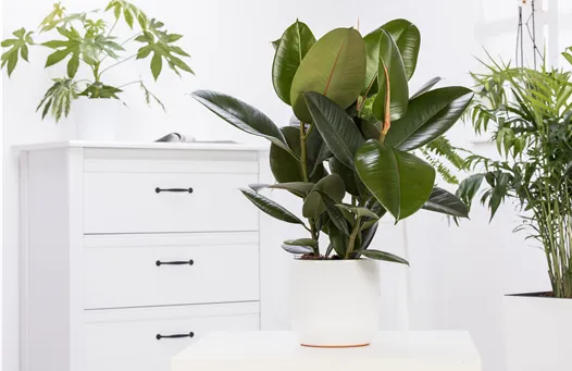 Ficus elastica 'Robusta'