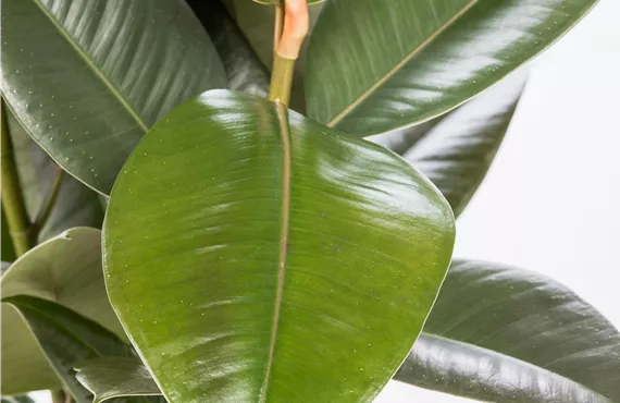 Ficus elastica 'Robusta'