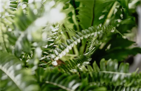 Nahaufnahme Schwertfarn