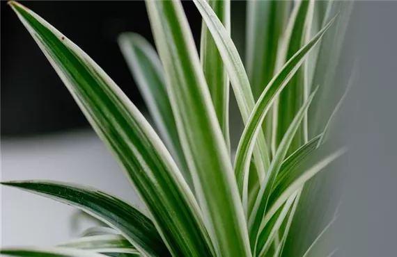 Nahaufnahme einer Grünlinie