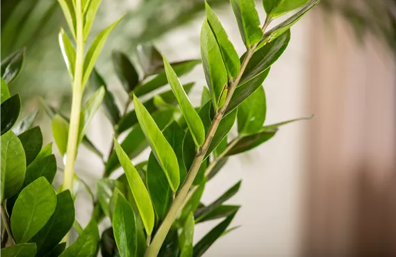 Zamioculcas zamiifolia Glücksfeder Nahaufnahme