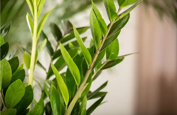 Zamioculcas zamiifolia Glücksfeder Nahaufnahme