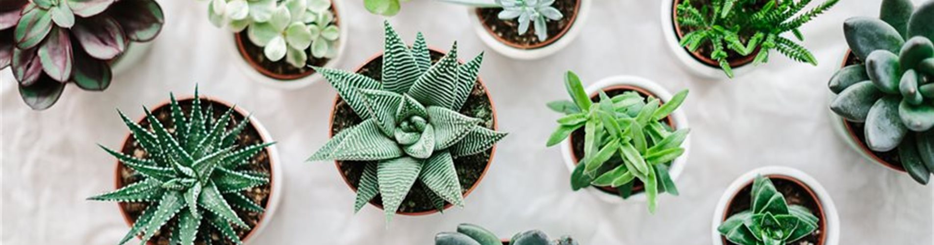 ladyvenom_bellaflora-17-0-72-1300-731