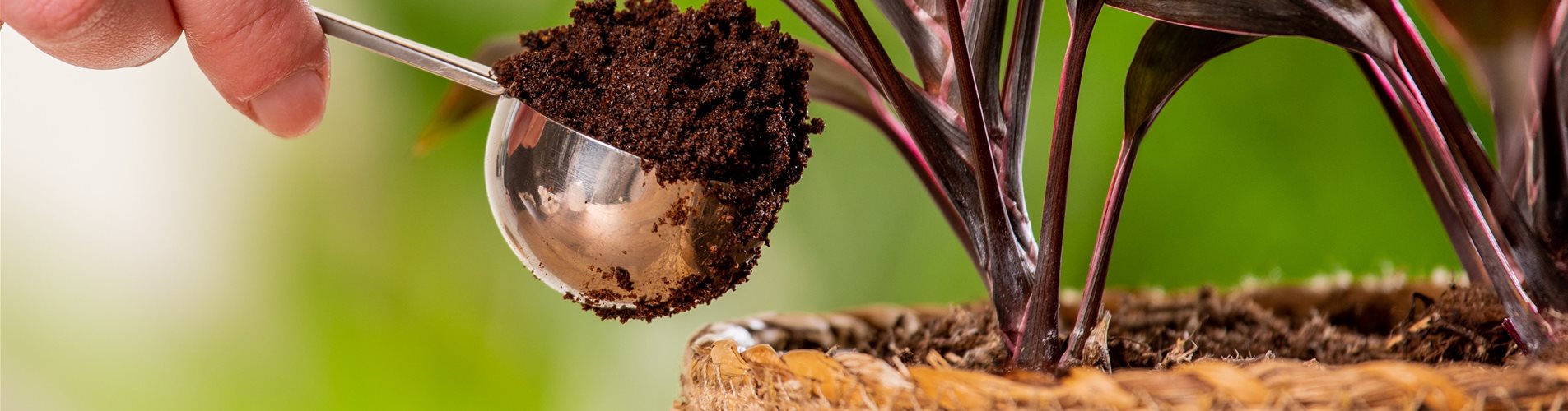 Pflanzenpflege mit Hausmitteln - Düngen mit Kaffeesatz